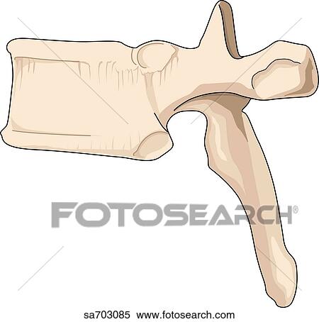 Lateral view of a thoracic vertebra. View Large Illustration Stock Illustration - Lateral view of a thoracic vertebra.. Fotosearch