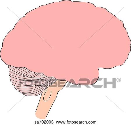 Drawing - Lateral view of the brain.. Fotosearch