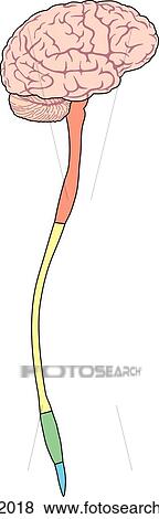 Lateral view of the central nervous system. View Large Illustration Stock Illustration - Lateral view of the central nervous system.. Fotosearch