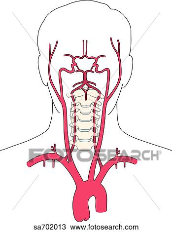 Drawing - Outline of head and neck showing locations of branches of caroticovertebral vascular tree as they extend upward from aorta.. Fotosearch