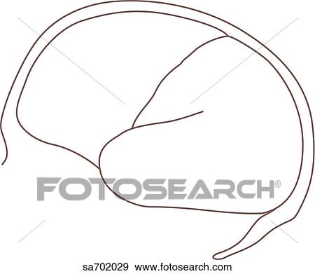 Outline of the brain, lateral view. View Large Illustration Stock Illustration - Outline of the brain, lateral view.. Fotosearch