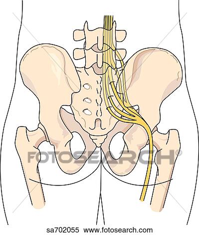 Stock Illustration - Posterior view of pelvic area showing location of sciatic nerve and associated skeletal structures. . Fotosearch