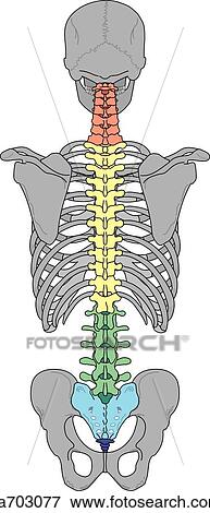Posterior view of the skeletal anatomy associated with the spinal column. View Large Illustration Stock Illustration - Posterior view of the skeletal anatomy associated with the spinal column.. Fotosearch