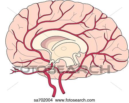 Stock Illustration - Sagittal section of brain revealing midsagittal arteries.. Fotosearch