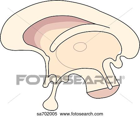 Stock Illustration - Sagittal section of brain revealing corpus collusum.. Fotosearch