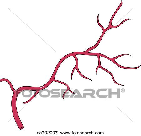 Stock Illustration - Sagittal section of brain revealing the posterior midsagittal arteries.. Fotosearch
