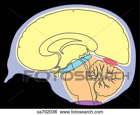 Sagittal view of brain showing location and distribution of intracranial tumors. View Large Illustration Stock Illustration - Sagittal view of brain showing location and distribution of intracranial tumors.. Fotosearch