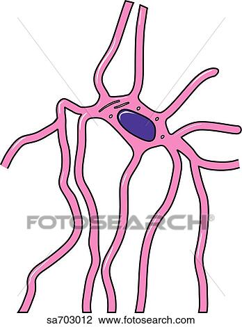 Schematic representation of the different types of bone cells in situ: osteoblast. View Large Illustration Drawing - Schematic representation of the different types of bone cells in situ: osteoblast.. Fotosearch
