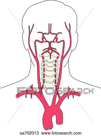 download software arteries du cerveau pdf to jpg