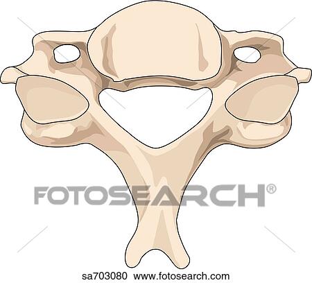 Superior view of a cervical vertebra. View Large Illustration Clipart - Superior view of a cervical vertebra.. Fotosearch