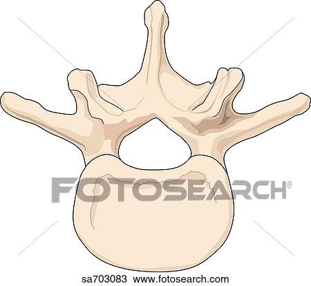 Drawing - Superior view of a lumbar vertebra.. Fotosearch