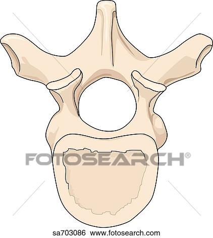 Stock Illustration - Superior view of a thoracic vertebra.. Fotosearch