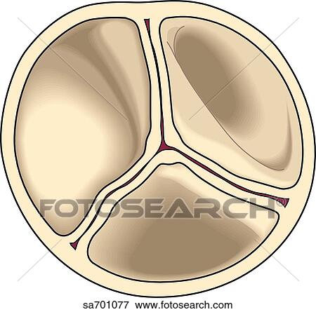 semilunar valve superior prevent crescent consisting cusps shaped flow blood closed three illustration fotosearch lif118