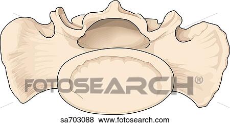 Superior view of the fused sacral vertebrae. Stock Illustration