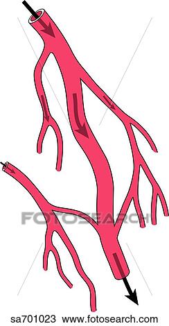System of blood vessels capable of providing more than one route of supply should blockage occur. View Large Illustration Drawing - System of blood vessels capable of providing more than one route of supply should blockage occur.. Fotosearch