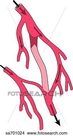 System Of Blood Vessels Capable Of Providing More Than One Route Of Supply Should Blockage Occur Stock Illustration Sa Fotosearch