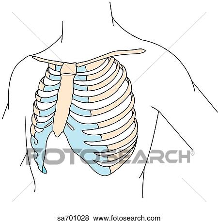 Stock Illustration - Torso with proper EKG precordial lead positions indicated on ribcage (not marked).. Fotosearch