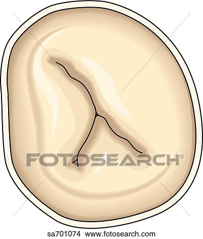 Stock Illustration - View from above of the closed tricuspid valve.. Fotosearch