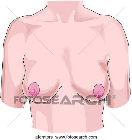 Ant. Female Torso View Large Illustration Stock Illustration - Ant. Female Torso. Fotosearch