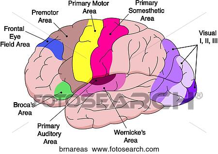 Areas of Brain View Large Illustration Stock Illustration - Areas of Brain. Fotosearch
