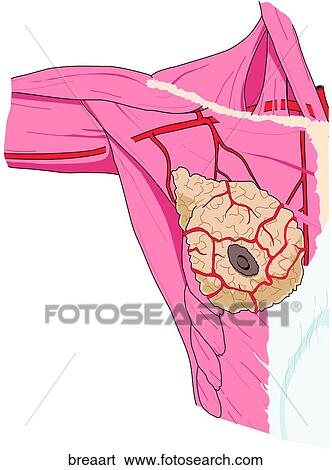 Stock Illustration - Arterial Supply to Breast. Fotosearch