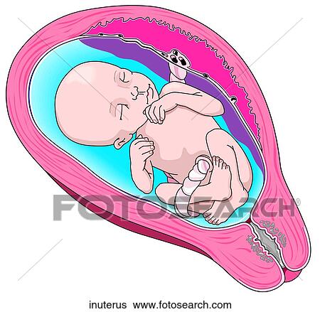Baby in Uterus View Large Illustration Stock Illustration - Baby in Uterus. Fotosearch