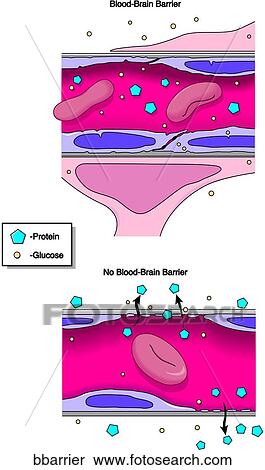 Stock Illustration - Blood Brain Barrier. Fotosearch