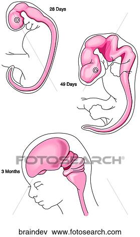 Stock Illustration - Brain Development. Fotosearch