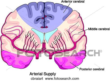 Coronal Brain Arteries View Large Illustration Stock Illustration - Coronal Brain Arteries. Fotosearch
