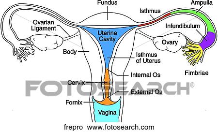 Female Reproductive System View Large Illustration Stock Illustration - Female Reproductive System. Fotosearch