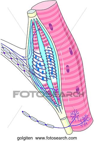 Golgi Tendon Organ View Large Illustration Stock Illustration - Golgi Tendon Organ. Fotosearch