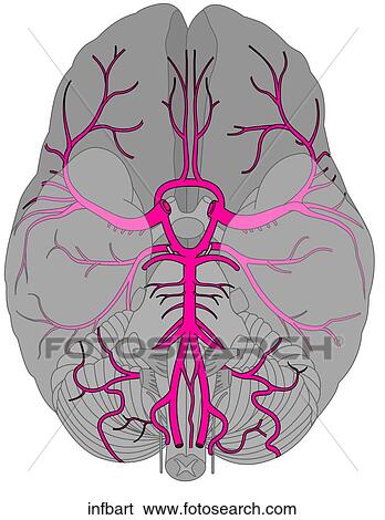 Inferior Brain Arteries View Large Illustration Stock Illustration - Inferior Brain Arteries. Fotosearch