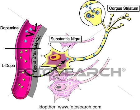 Stock Illustration - L-dopa Therapy. Fotosearch