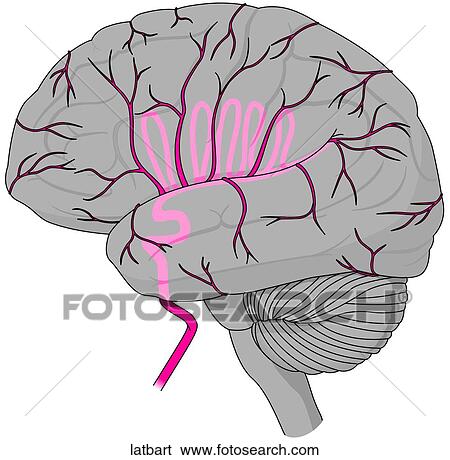 Lateral Brain Arteries View Large Illustration Stock Illustration - Lateral Brain Arteries. Fotosearch