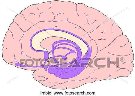 Limbic System View Large Illustration Clipart - Limbic System. Fotosearch