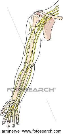 Clip Art - Nerves of the Arm. Fotosearch