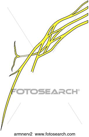 Drawing - . Fotosearch