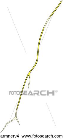 Stock Illustration - . Fotosearch