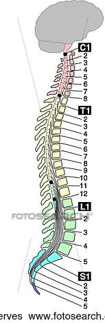 Stock Illustration - Spinal Nerve Roots. Fotosearch