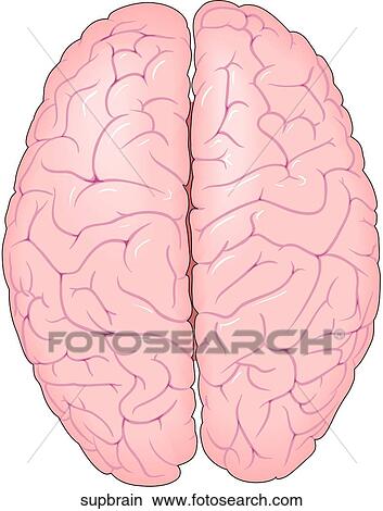 Stock Illustration - Superior View of Brain. Fotosearch