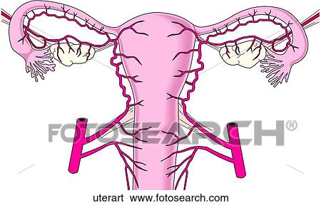 Uterine Arteries View Large Illustration Stock Illustration - Uterine Arteries. Fotosearch