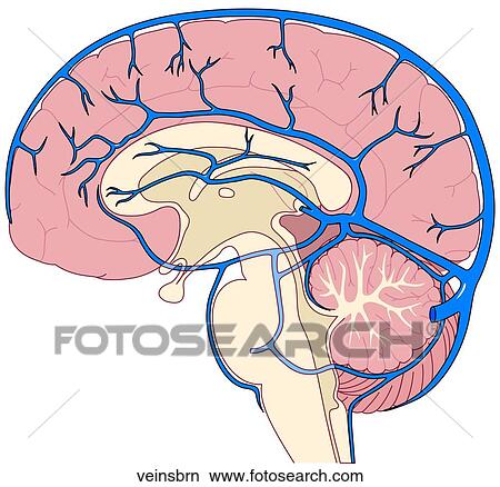 Veins of Sagittal Brain View Large Illustration Stock Illustration - Veins of Sagittal Brain. Fotosearch