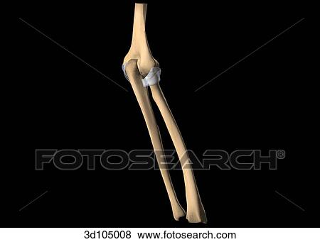 横の視野 の 肘 接合箇所 骨 含む 上腕骨 半径 そして Ulna イラスト 3d Fotosearch