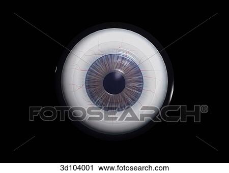 Anterior external view of the eye, showing the pupil, iris and sclera. View Large Illustration Clip Art - Anterior external view of the eye, showing the pupil, iris and sclera.. Fotosearch