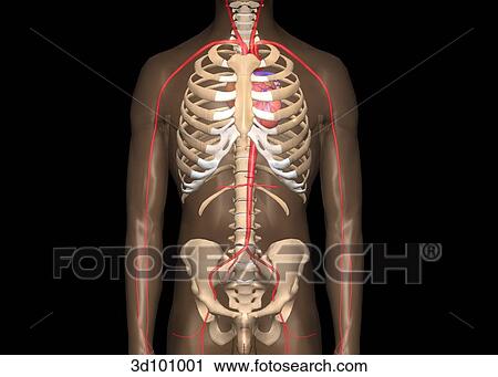 Anterior view of the aorta and chest cavity. View Large Illustration Clip Art - Anterior view of the aorta and chest cavity.. Fotosearch