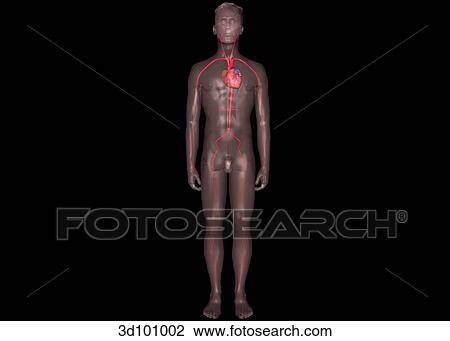 Anterior view of the arterial system of the body. View Large Illustration Drawing - Anterior view of the arterial system of the body.. Fotosearch