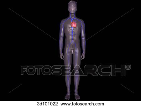 Anterior view of the body showing the venous system. View Large Illustration Drawing - Anterior view of the body showing the venous system.. Fotosearch