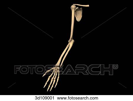 Clip Art - Anterior view of the bones of the arm, including shoulder and hand.. Fotosearch