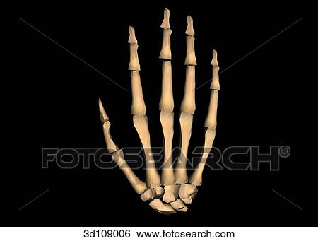 Anterior view of the bones of the hand, showing the carpals, metacarpals and phalanges. View Large Illustration Stock Illustration - Anterior view of the bones of the hand, showing the carpals, metacarpals and phalanges.. Fotosearch