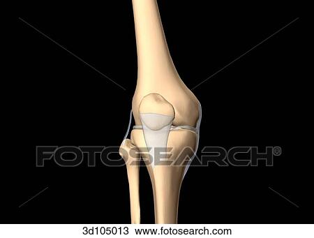 Anterior view of the bones of the knee joint, showing the femur, fibula and tibia. View Large Illustration Drawing - Anterior view of the bones of the knee joint, showing the femur, fibula and tibia.. Fotosearch